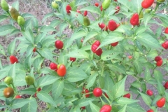 resize_piri piri-ostre